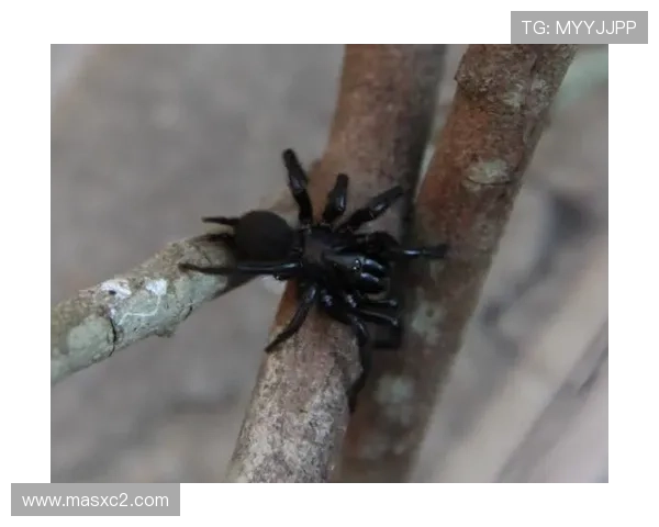 小西蒙尼赞小蜘蛛世界级实力